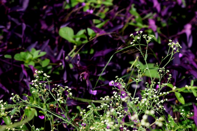 flowers