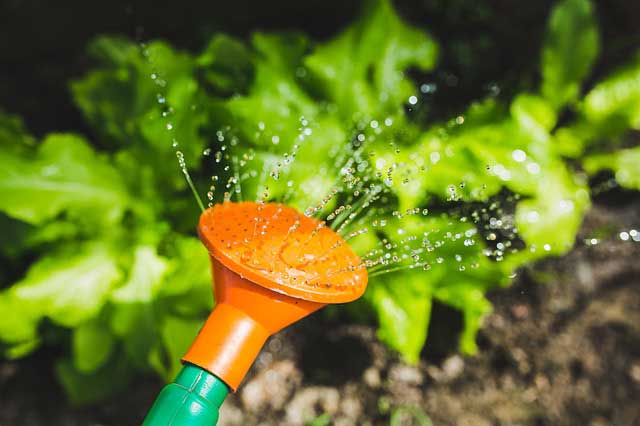 watering-791312_640