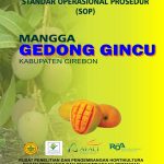 mangga